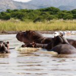 Hippos lake Chamo