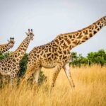 Omo Valley Origin Tours